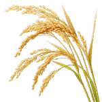 —Pngtree—ears of rice isolated on_20309532