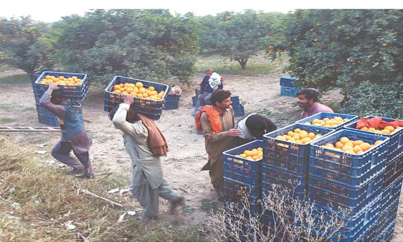 Kinnow farming in Punjab Pakistan citrus orchards