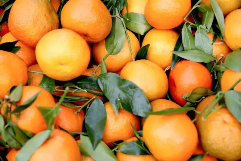Kinnow sorting and packaging process for export in Pakistan