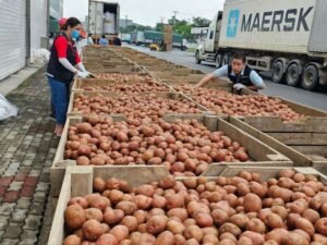 Potato export cargo inspection and container loading