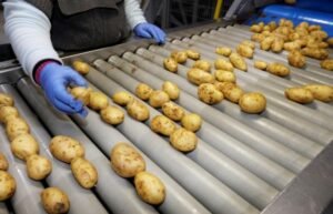 Potato varieties and grading for wholesale export