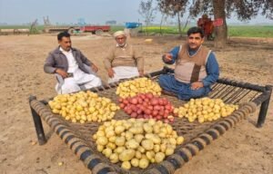 Fresh potatoes grown in Pakistan for export