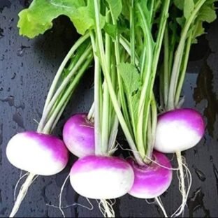 Turnip Seed | Shaljam Seed