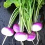 Turnip Seed | Shaljam Seed