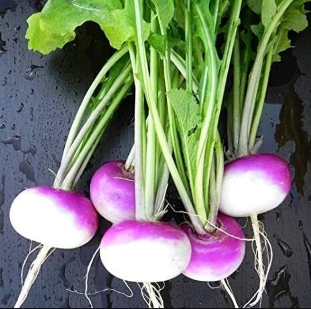 Turnip Seed | Shaljam Seed