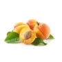 APPRICOT