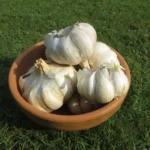 Garlic