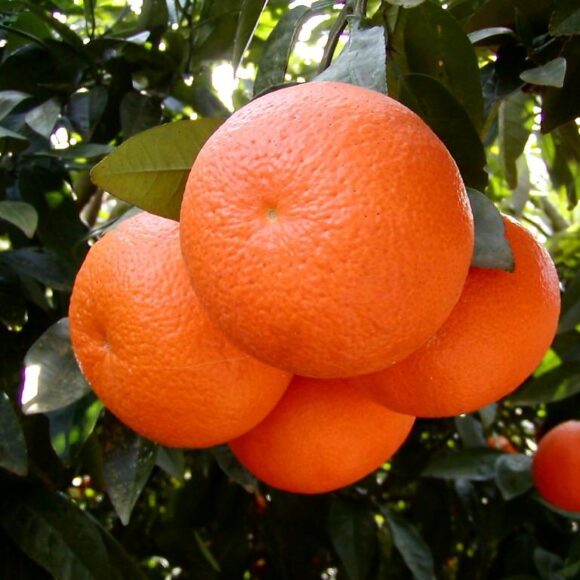 Pakistani Mandarins Foresee Good Export Opportunities in China