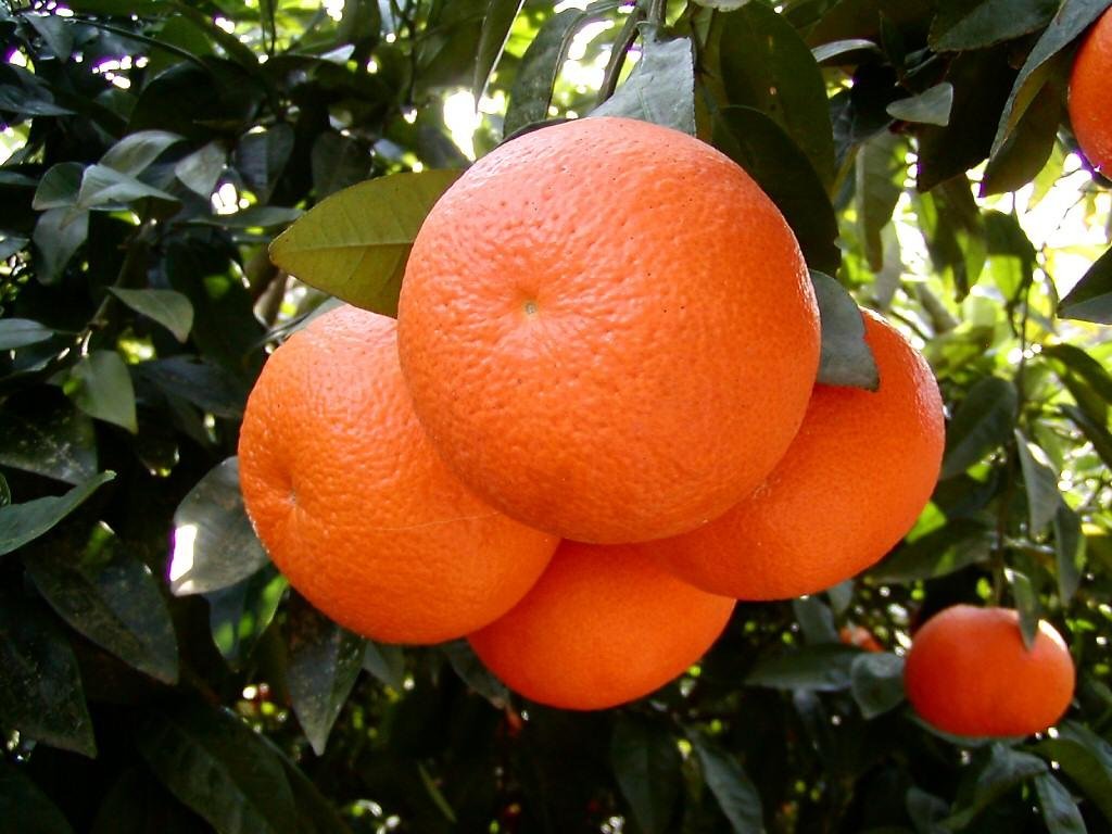 Pakistani Mandarins Foresee Good Export Opportunities in China