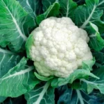 Cauliflower - Puānīko/Pūputi/Kareparāoa