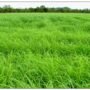 Rhode Grass