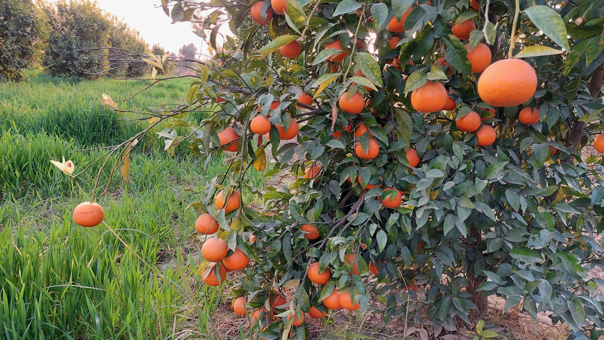 Fresh kinnow fruit from Pakistan orchards ready for export